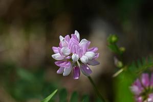 2025-06138918 Tower Hill Botanic Garden, MA